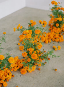 afrikaantjes bloemen op locatie